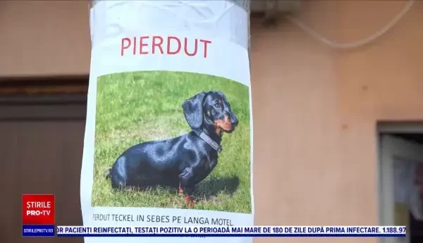 Un patruped de nădejde al unei familii din Sebeș, dispărut fără urmă