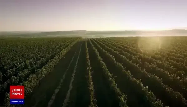România, te iubesc! Vinul românesc are un potențial uriaș, de multe ori ignorat