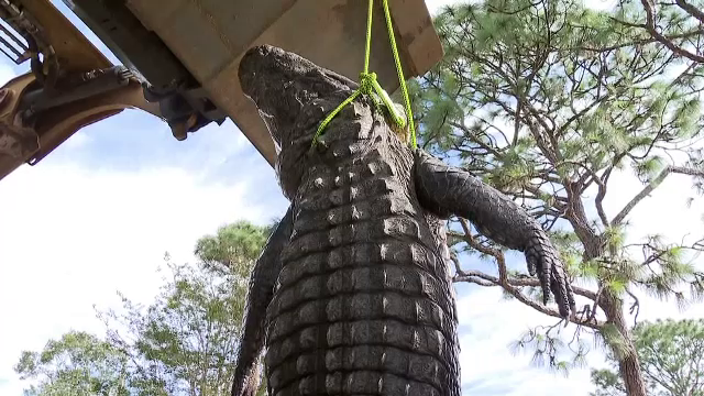 Captură record pentru doi vânători din Florida. Au prins un aligator de aproape patru metri