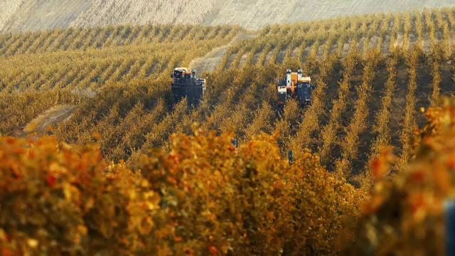 "Viitor de viță veche". Cu peste 180.000 de ha de viță de vie, România e în top 5 în Uniunea Europeană la suprafața cultivată