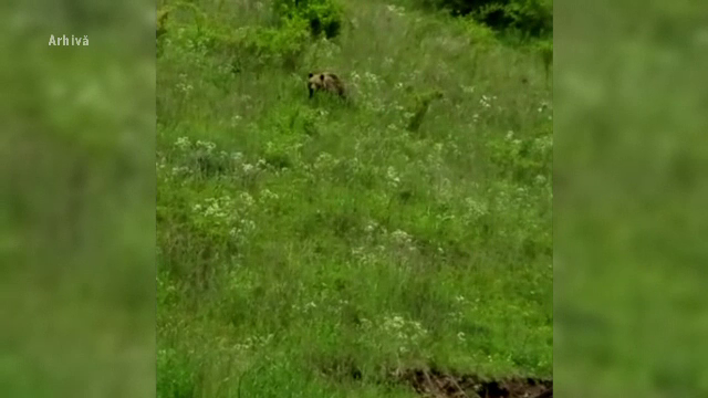 Momente de teroare. Doi bărbați au fost atacați de un urs