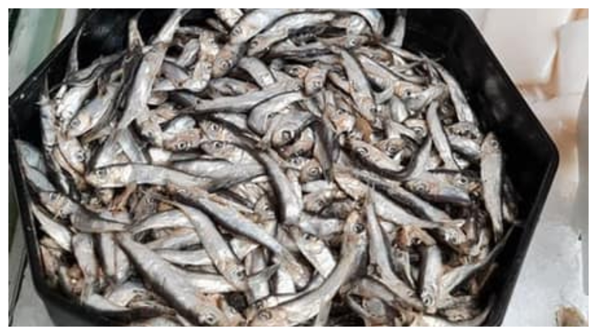 Pește viu depozitat în spații ruginite, într-un supermarket din Timișoara. Agentul economic, amendat cu 40.000 de lei