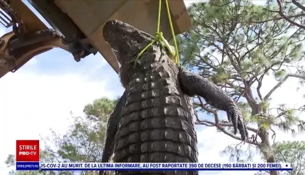 Captură record pentru doi vânători din Florida. Au prins un aligator de aproape patru metri
