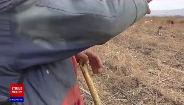 Un tânăr din Vaslui a ajuns după gratii după ce a violat-o pe proprietara stânei la care muncea