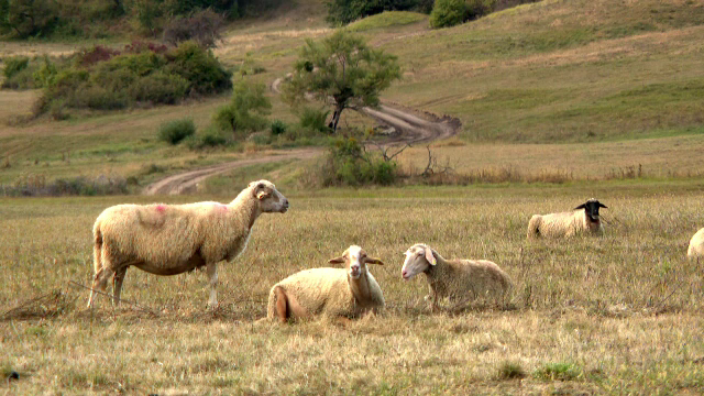Exportul de animale vii din România ar putea fi interzis. S-ar putea crea 4.000 de locuri de muncă în abatoare