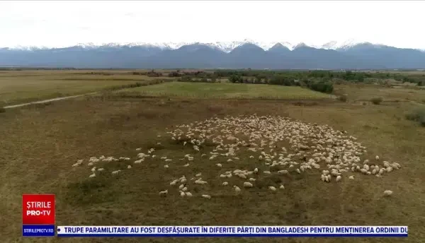 Exportul de animale vii din România ar putea fi interzis. S-ar putea crea 4.000 de locuri de muncă în abatoare