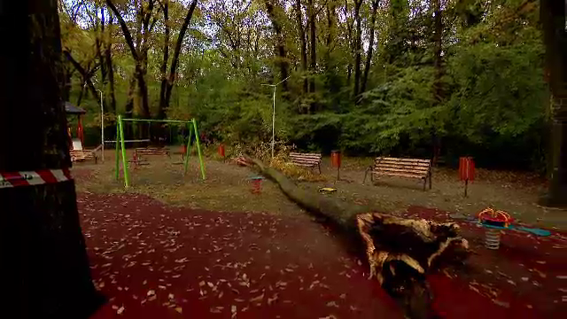 Mii de copaci cad în fiecare an peste case și mașini. Autoritățile se arată complet dezinteresate