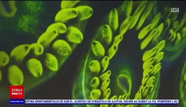 "Pavilionul Terra" de la Expo Dubai, o pledoarie pentru protejarea planetei