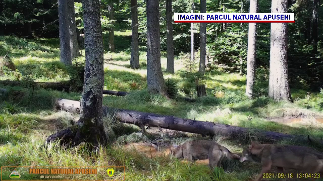 Imagini rare cu doi lupi, au fost suprinse într-o pădure din Parcul Natural Apuseni