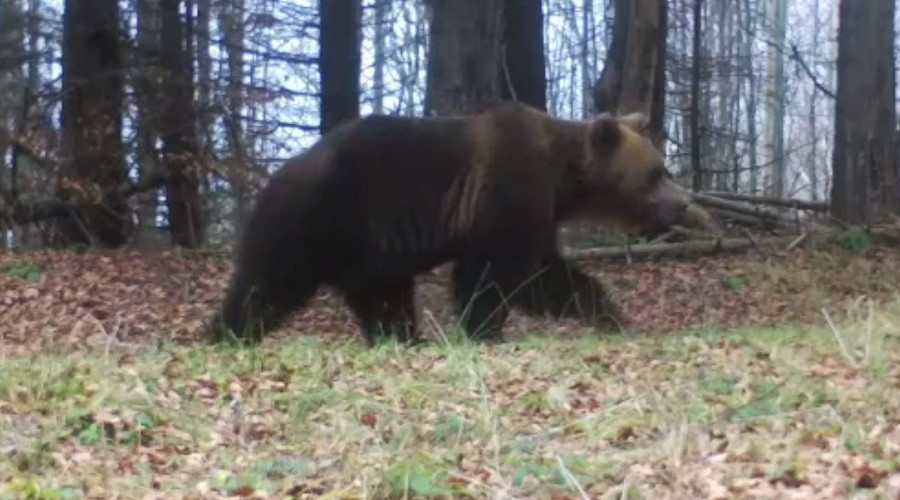 Un recensământ efectuat în Munții Făgăraș arată că România are mai puțini urși decât susțin autoritățile