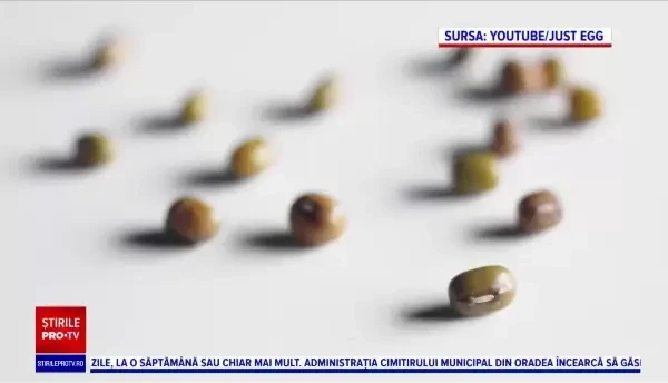 Industria alimentară se schimbă radical. Producția de alimente pe bază de plante a crescut