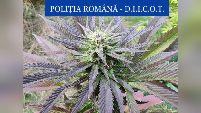 Bărbat din Iași, reținut pentru trafic de droguri. Un kilogram de cannabis, descoperit la domiciliu