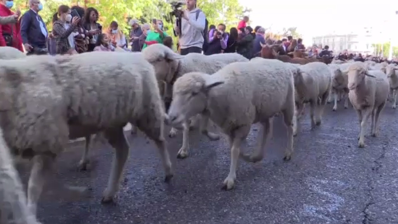 Ziua transhumanței, la Madrid. Oile și caprele au invadat străzile capitalei Spaniei