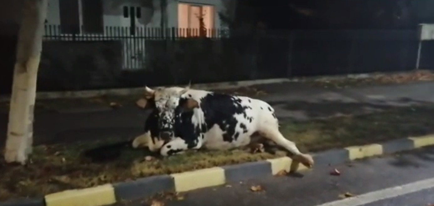Dâmbovița: O vacă lovită de o mașină a fost lăsată ore în șir să agonizeze pe un trotuar