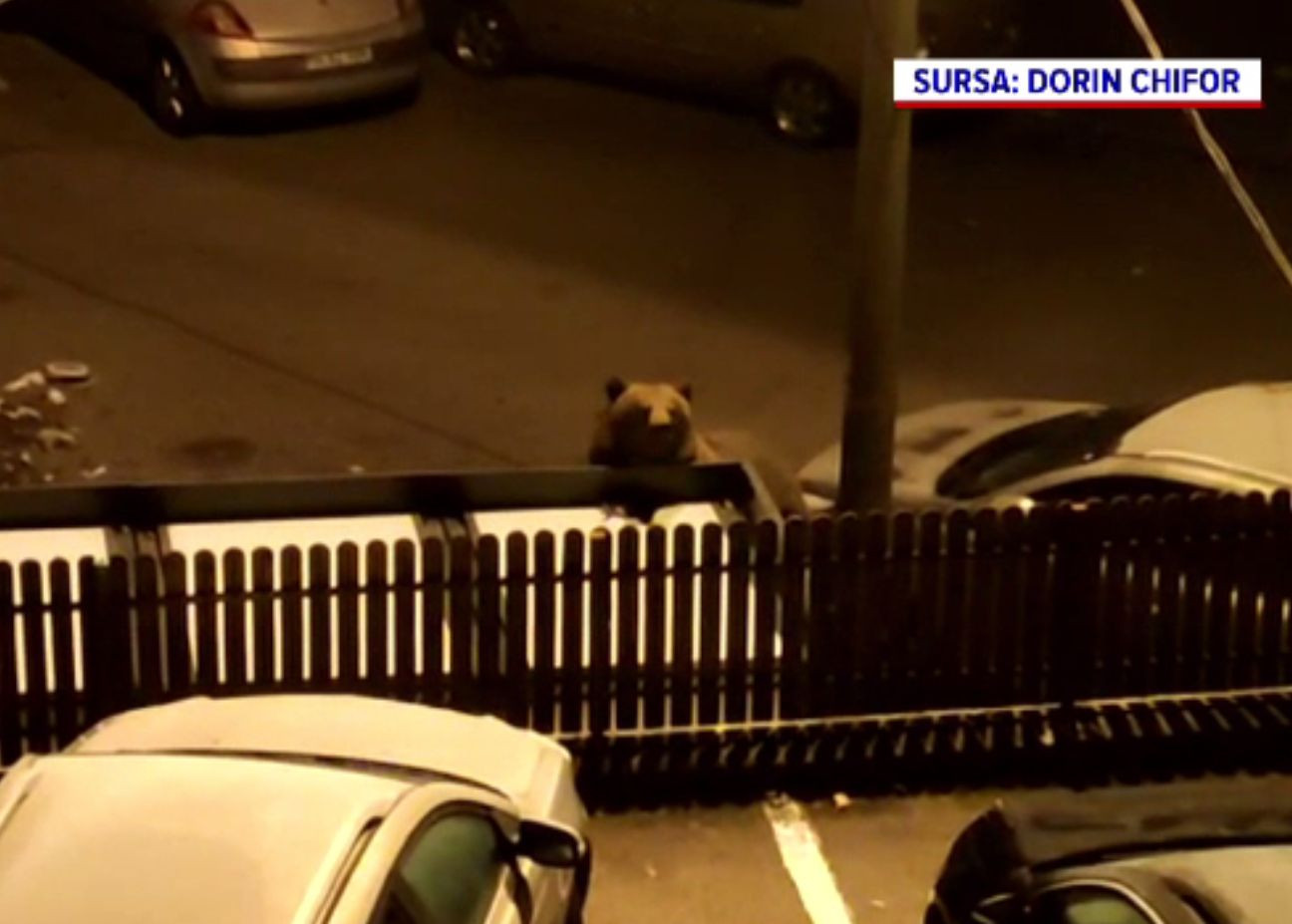 O ursoaică cu pui s-a „stabilit” într-un cartier din Bușteni. Jandarmii o alungă cu greu