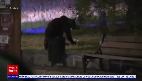 Un bărbat de 50 de ani a fost atacat de urs pe un câmp, în județul Sibiu