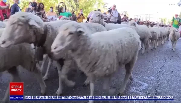 Ziua transhumanței, la Madrid. Oile și caprele au invadat străzile capitalei Spaniei