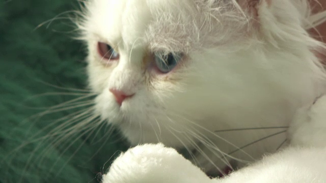 Adăpost pentru pisicile abandonate, în Zalău. Felinele așteaptă să fie adoptate: ”E ca un rai pentru pisici”