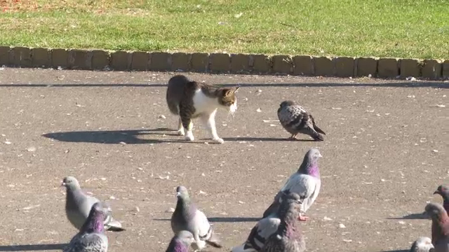 Porumbeii au început să se îmbolnăvească și pot reprezenta un pericol pentru oameni. Avertismentul autorităților