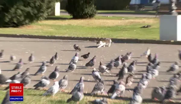 Porumbeii au început să se îmbolnăvească și pot reprezenta un pericol pentru oameni. Avertismentul autorităților