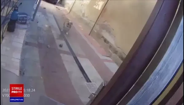 Doi soți din Arad au fost atacați de câinii din curte. S-au baricadat în casă de frică