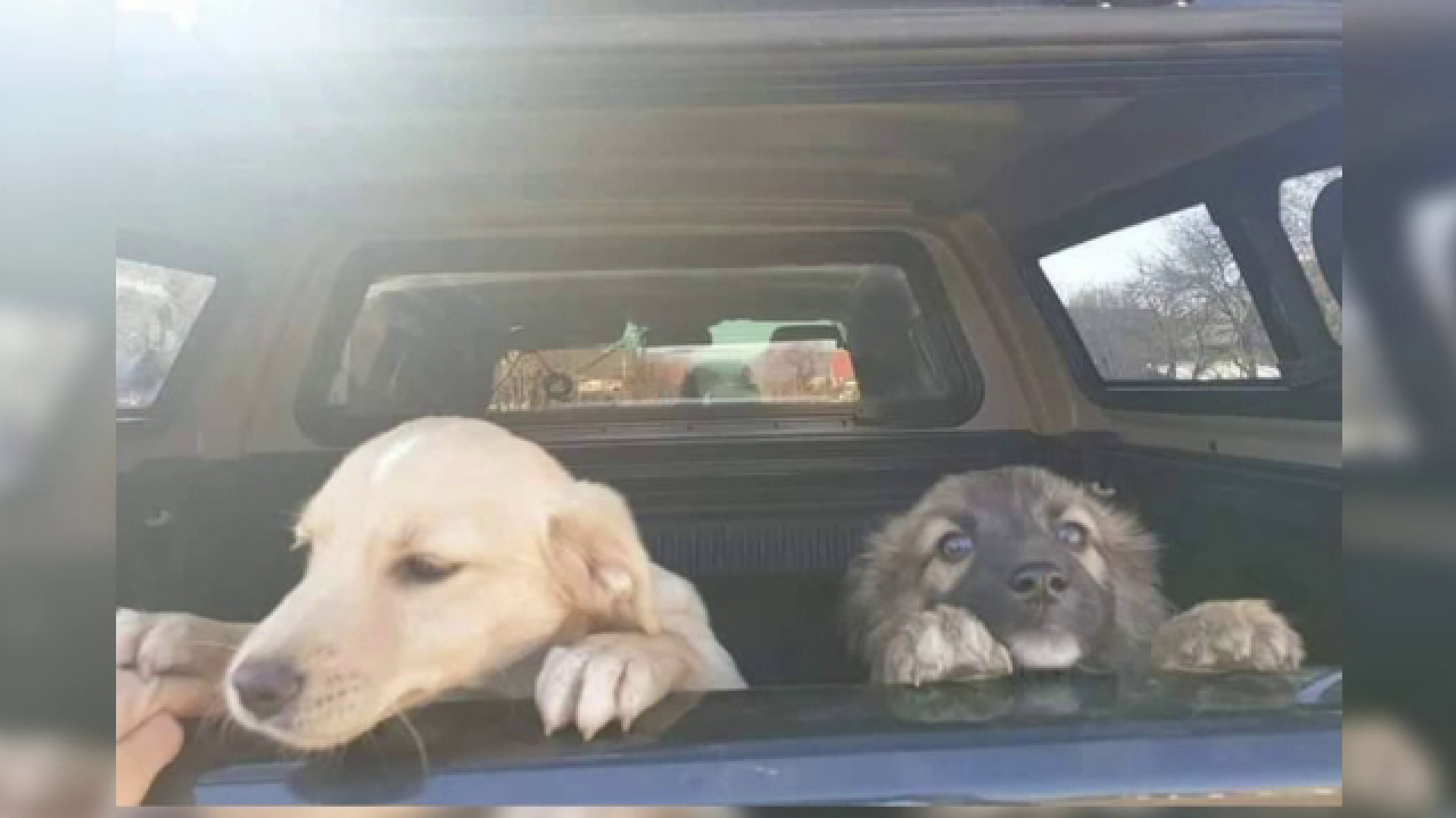 Doi soți din Maramureș, cercetați penal după ce au furat doi căței dintr-un adăpost