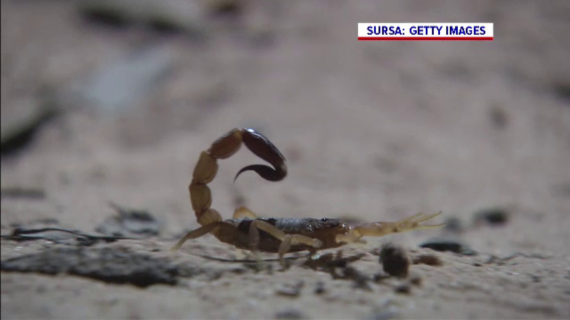 Ce spun experții despre scorpionul care a înțepat o angajată a magazinului IKEA. Cât de periculos este