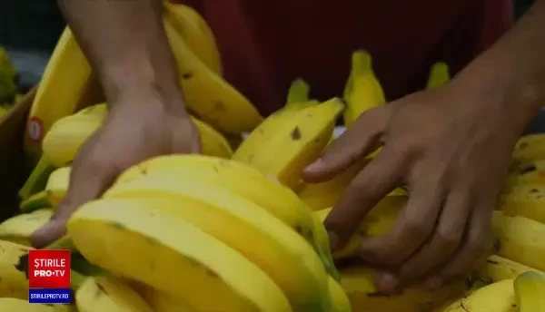 Ce spun experții despre scorpionul care a înțepat o angajată a magazinului IKEA. Cât de periculos este