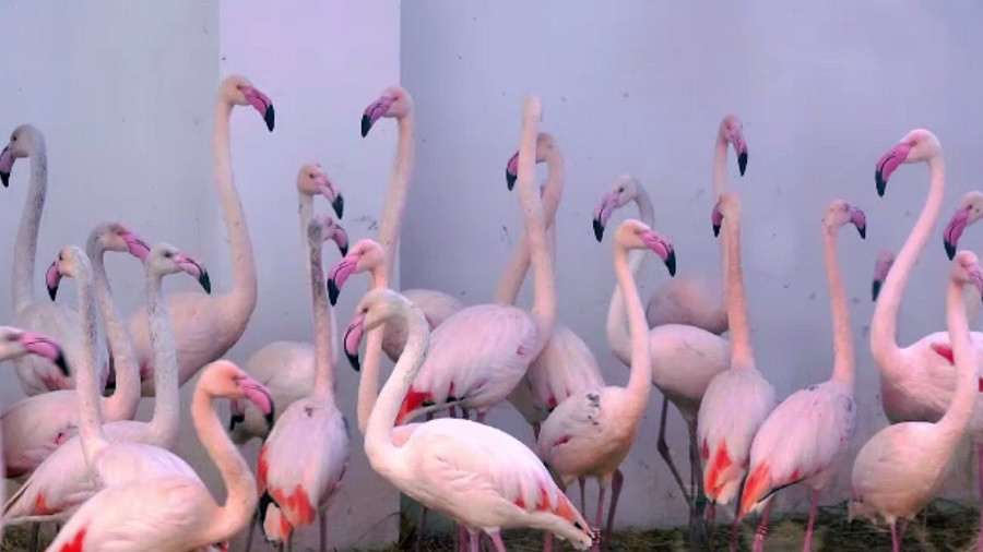 Premieră la Grădina Zoologică din Târgu Mureș. Vizitatorii au ocazia să admire zeci de păsări flamingo