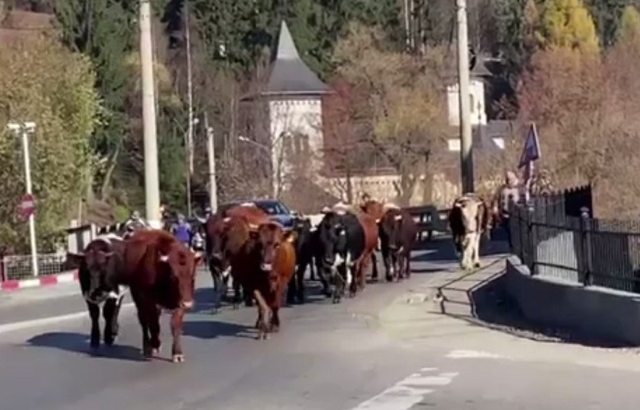 O femeie din Vatra Dornei și-a lăsat vacile să umble nesupravegheate prin oraș. Suma cu care a fost amendată