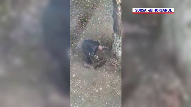 Amenda primită de un bărbat după ce a tăiat rădăcina unui copac. Ce scuză a invocat acesta în fața poliției