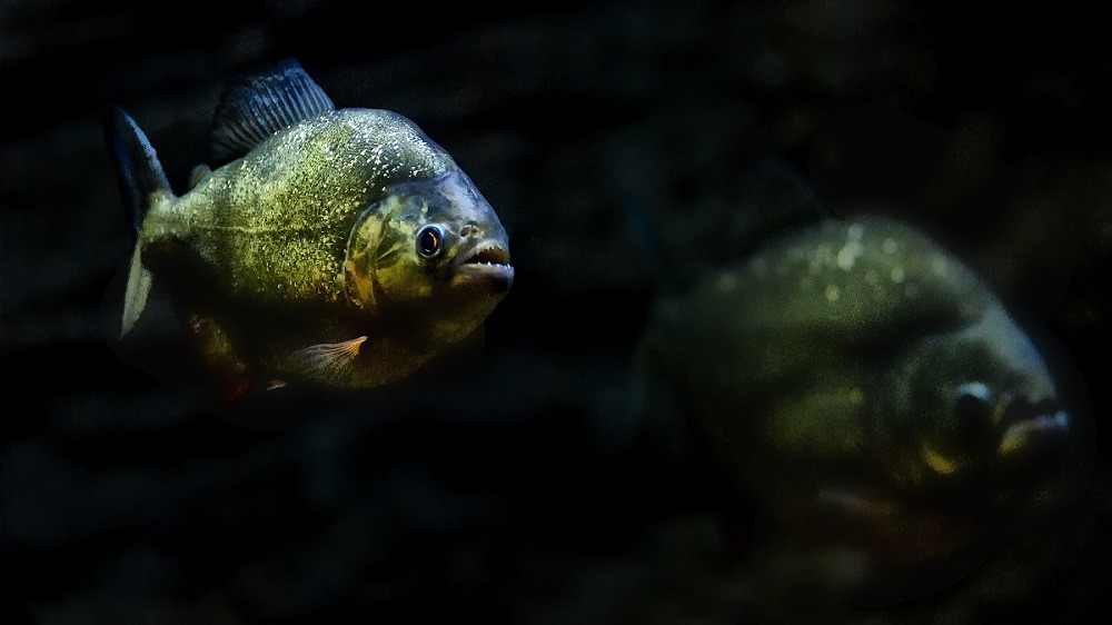 Moartea îngrozitoare a unui bărbat care a fost mâncat de piranha după ce a căzut în apă în urma unui accident cu barca