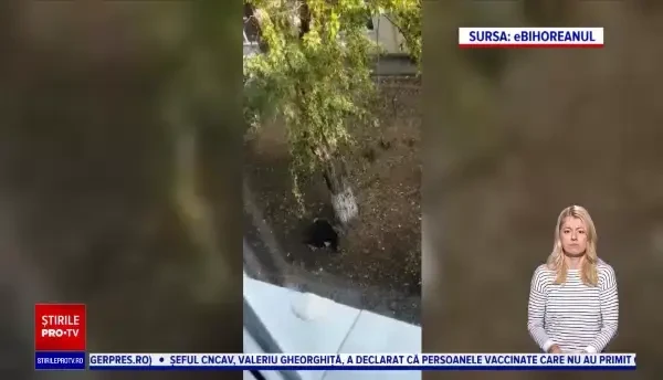 Amenda primită de un bărbat după ce a tăiat rădăcina unui copac. Ce scuză a invocat acesta în fața poliției