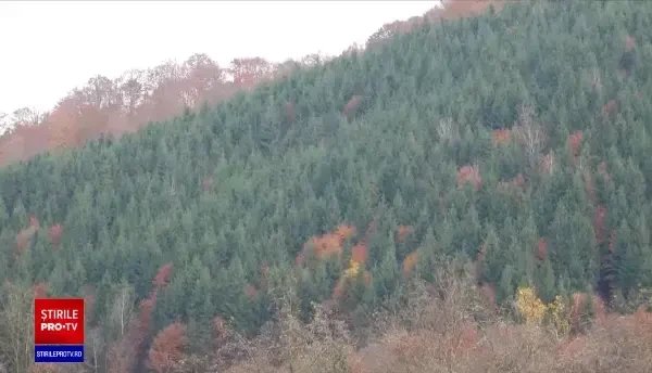 Descinderi într-o localitate din județul Bistrița Năsăud, la mai multe firme bănuite de tăieri ilegale de arbori