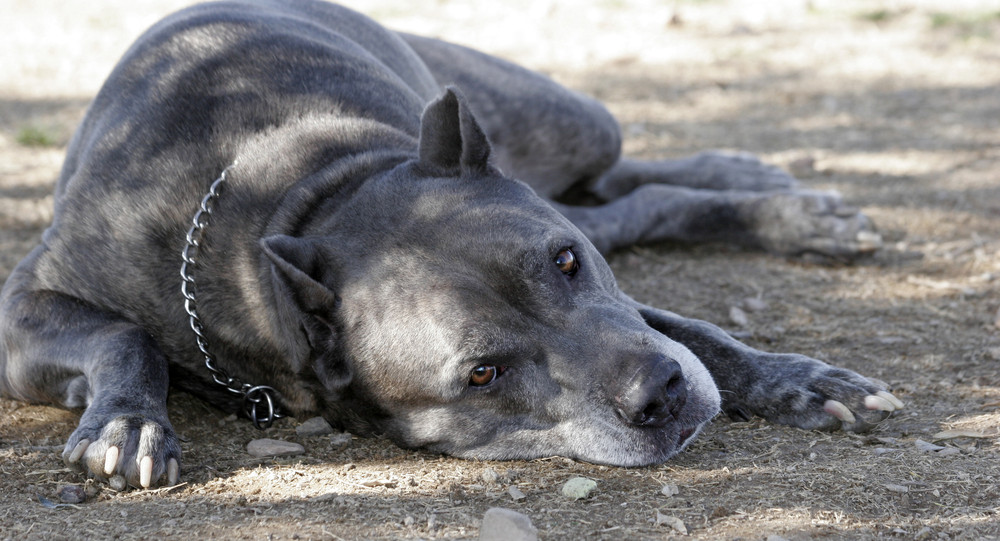 O bătrână din Vâlcea a murit după ce a fost mușcată de câinele unui vecin