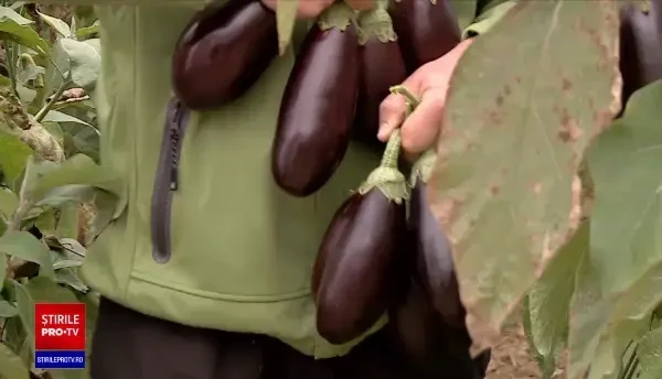 "Legume în spații protejate": S-au copt primele legume din programul subvenționat de stat. Câți bani vor primi fermierii