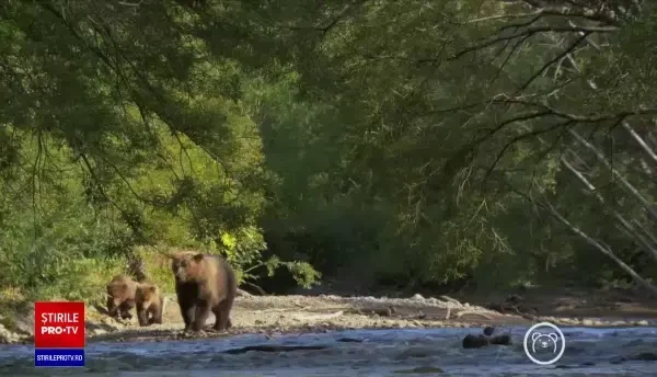 Cum vor ajunge mai multe companii din România să plătească drepturi de autor urșilor. Pentru ce vor fi folosiți banii