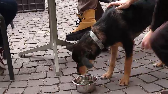 Transilvania, printre cele mai căutate destinații din Europa de către cei care au animale de companie