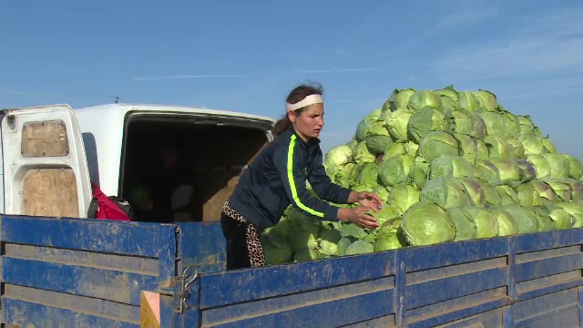 An bun pentru producătorii de varză, după ce prețurile s-au dublat. ”Sunt cumpărători ca niciodată”