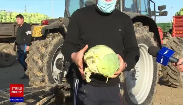 An bun pentru producătorii de varză, după ce prețurile s-au dublat. ”Sunt cumpărători ca niciodată”