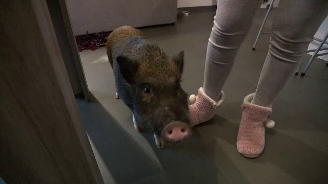 Porcii, tot mai căutați ca animale de companie. Sunt inteligenți și nu provoacă alergii