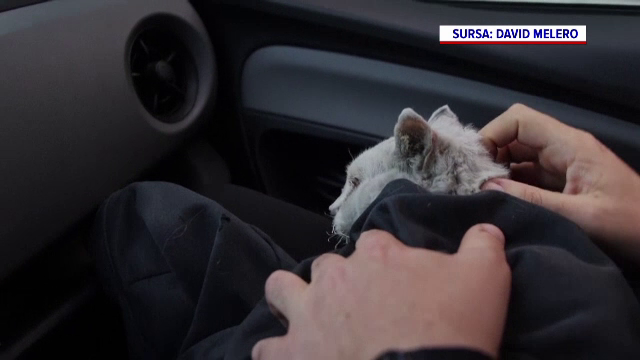 O pisică, salvată din infernul de pe insula Palma, unde vulcanul Cumbre Vieja erupe de mai bine de o lună