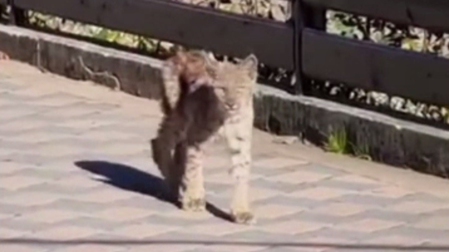 Imagini incredibile surprinse în județul Suceava. Un pui de râs s-a plimbat nestingherit prin curtea unei familii