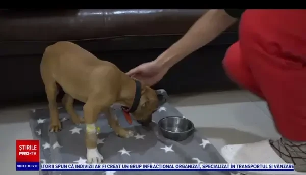 Câine de rasă, salvat de doi medici veterinari din Botoșani, după ce stăpânul l-a crezut mort