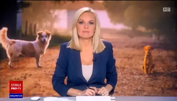 Premieră în Capitală la un târg pentru adopții de câini. Pentru ce au stat la coadă zeci de oameni