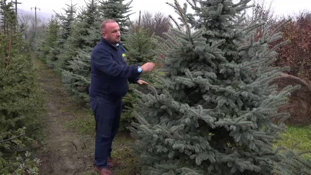 Scumpirile din această toamnă vor afecta și piața brazilor de Crăciun. Cum arată unul de 1.100 de lei