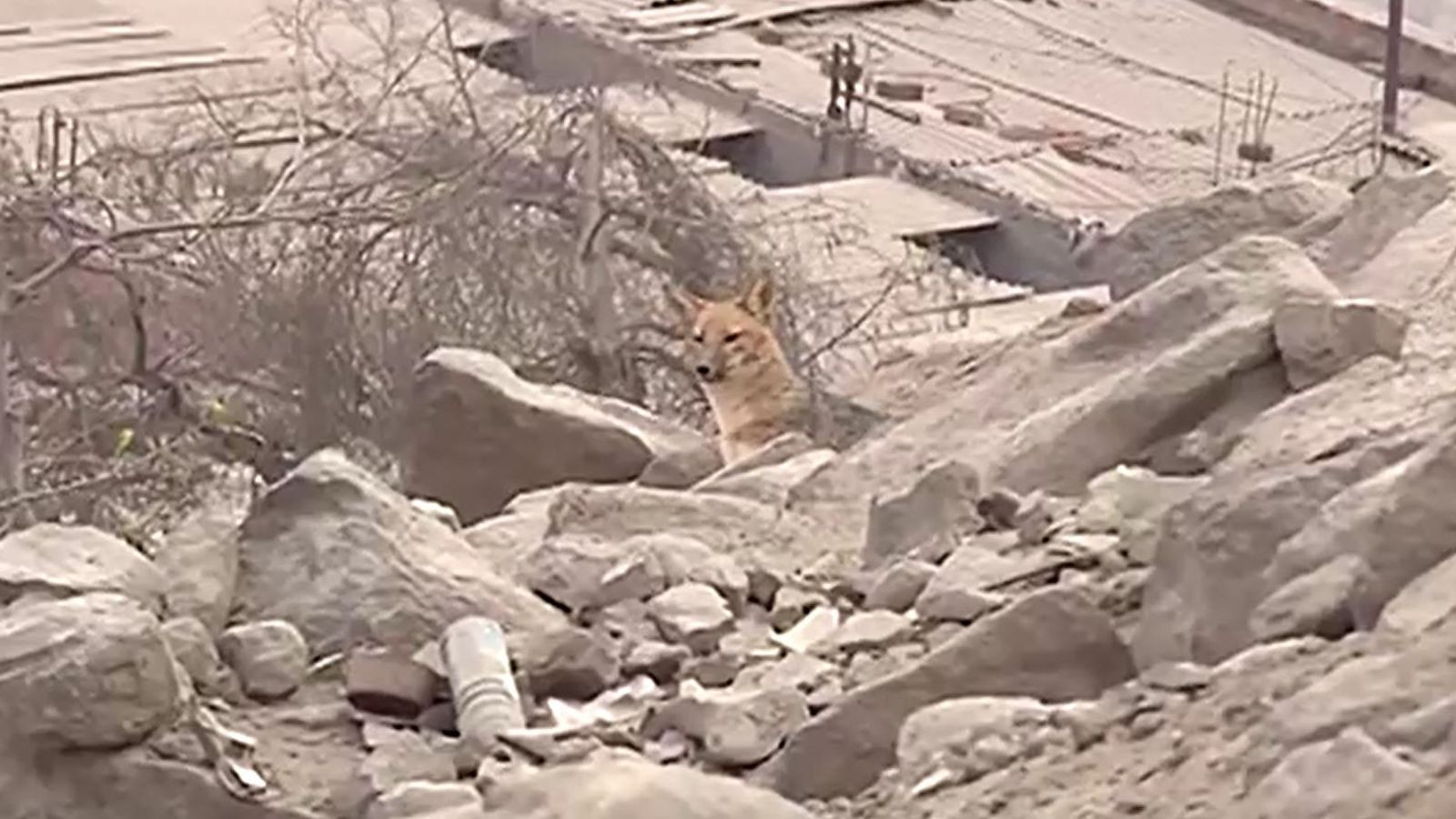 O familie a cumpărat un cățeluș, dar pe măsură ce creștea s-a dovedit a fi altceva