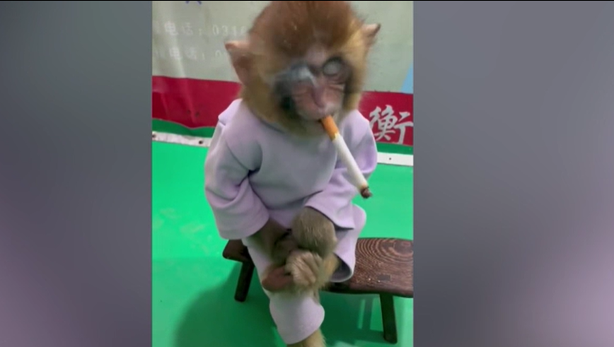 O maimuță de la o grădină zoo a fost forțată să fumeze pentru o campanie anti-fumat