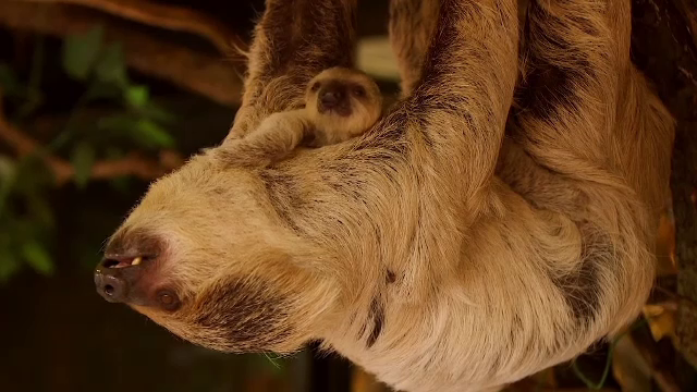 Leneșul cu două degete, o nouă atracţie la grădina zoologică din Londra