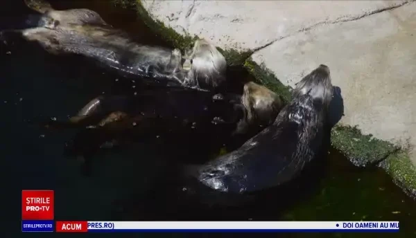 Vidrele unui acvariu din California, vaccinate împotriva COVID. Nu au avut reacții adverse